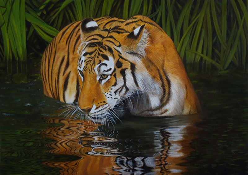 A Tiger wading in water